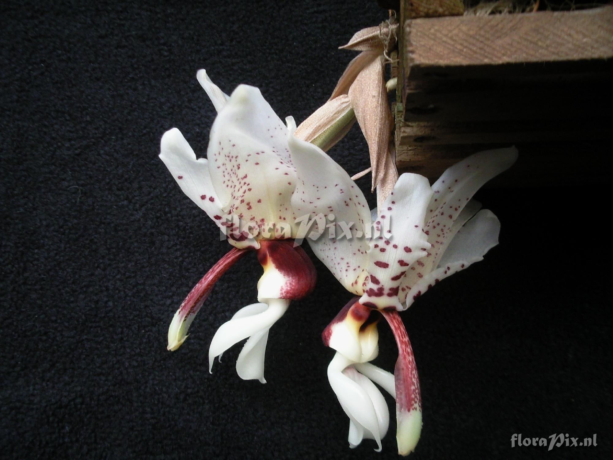 Stanhopea miss taki st. martiana x st insignis