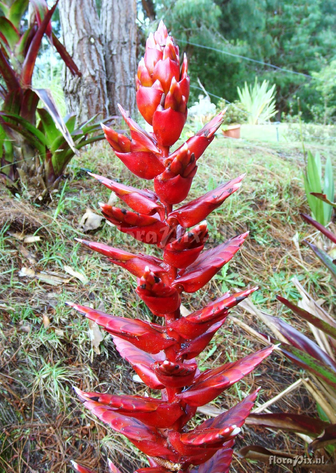 Tillandsia buseri