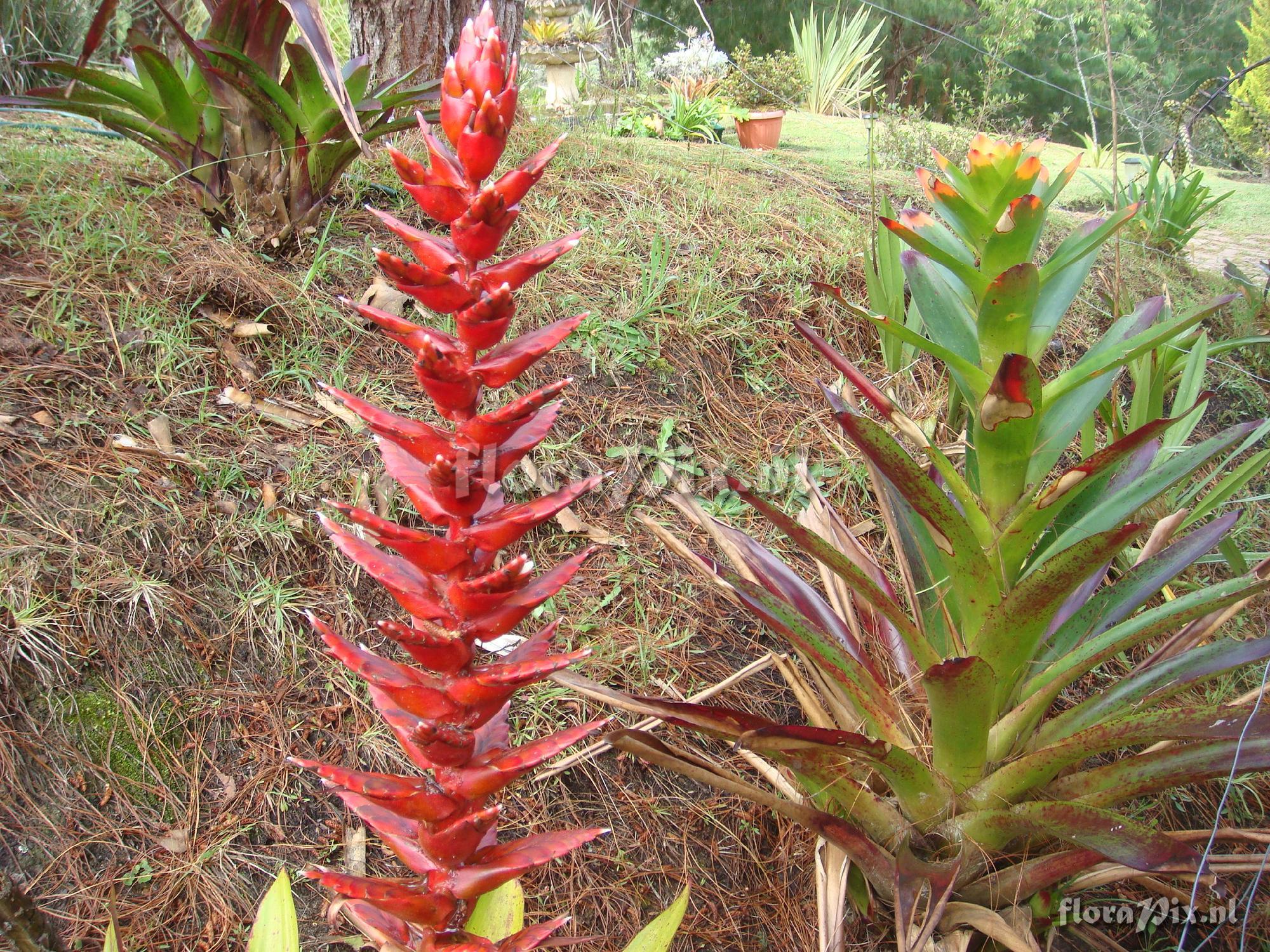 Tillandsia buseri