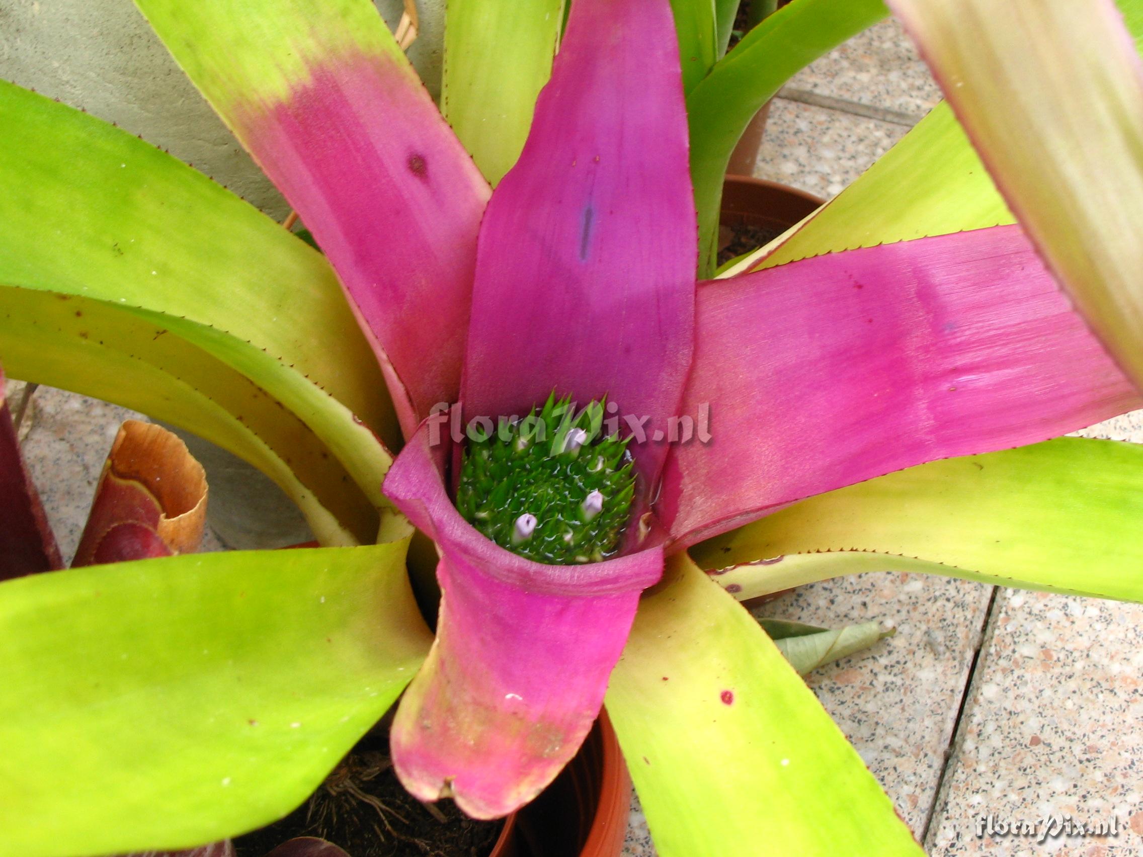 Neoregelia spec.