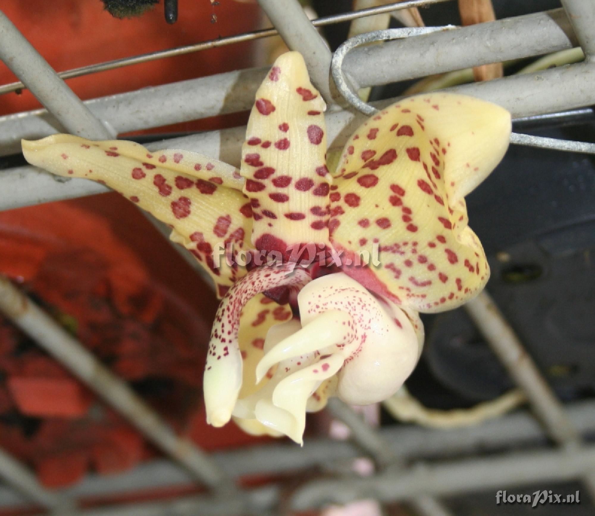 Stanhopea hernandezii