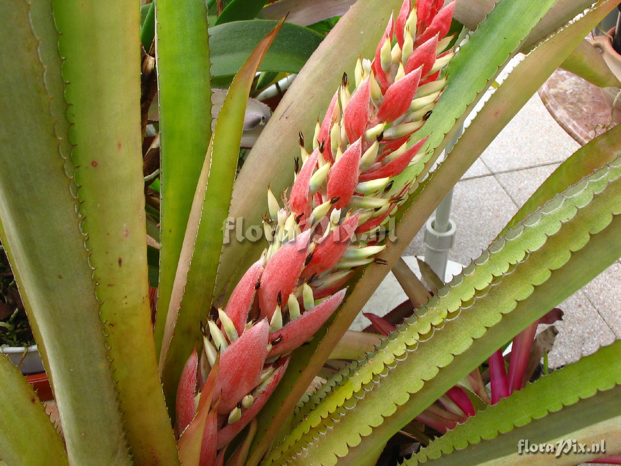 Aechmea unknown