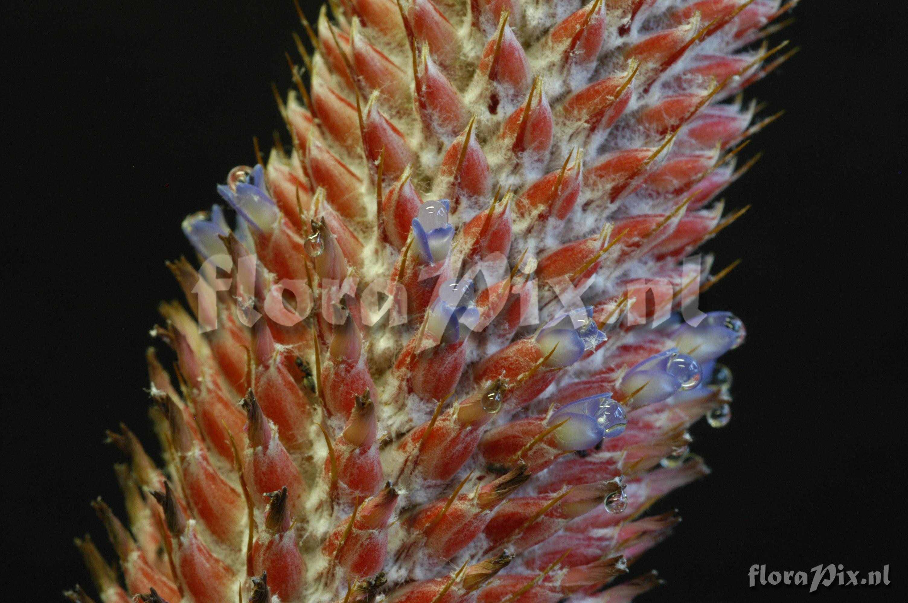 Aechmea alopecurus