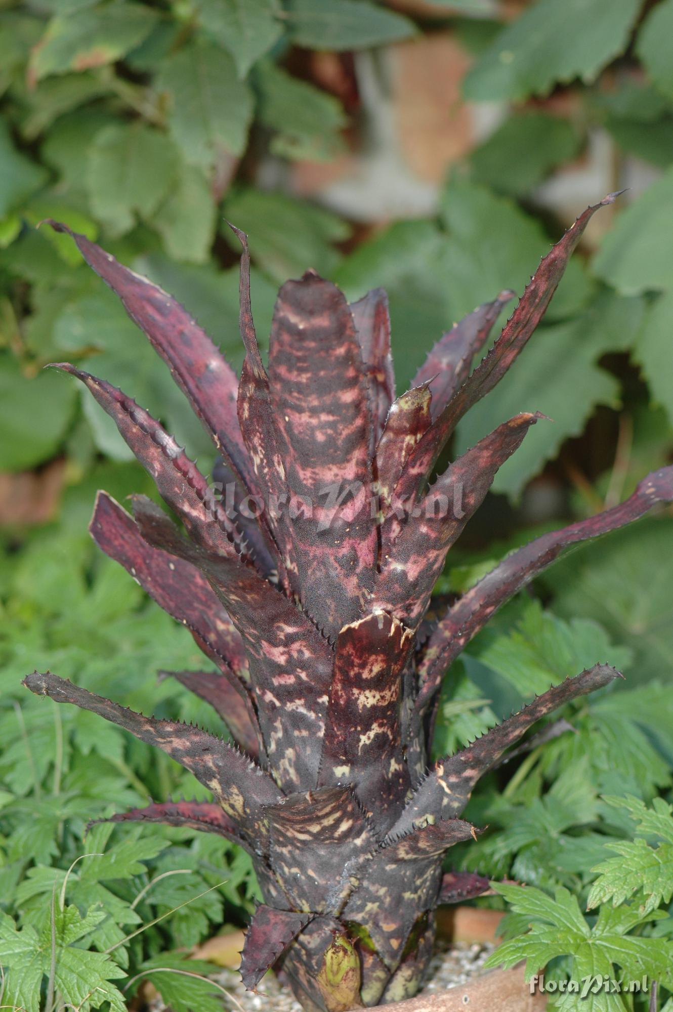 Aechmea orlandiana