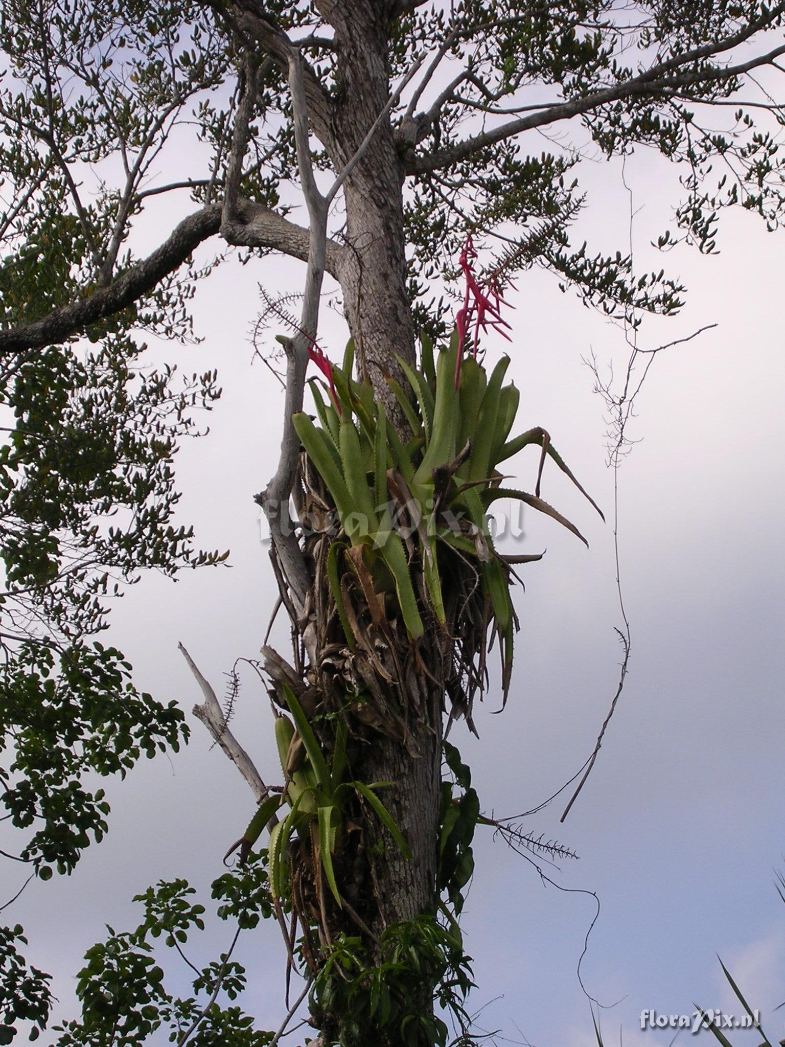 Aechmea bracteata