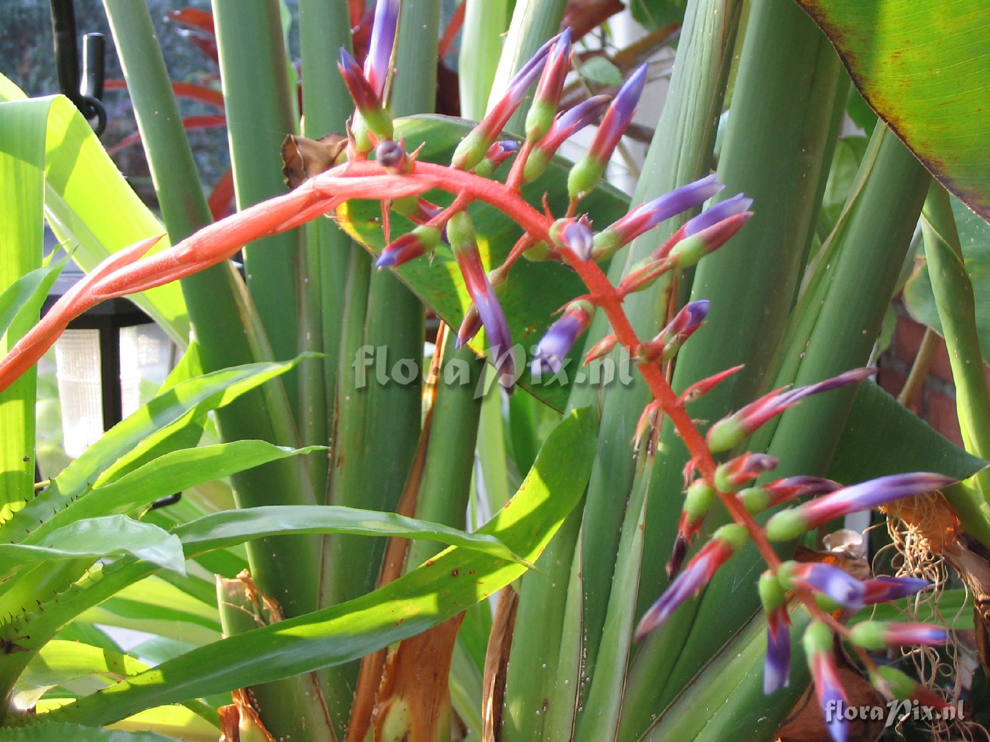 Aechmea azurea