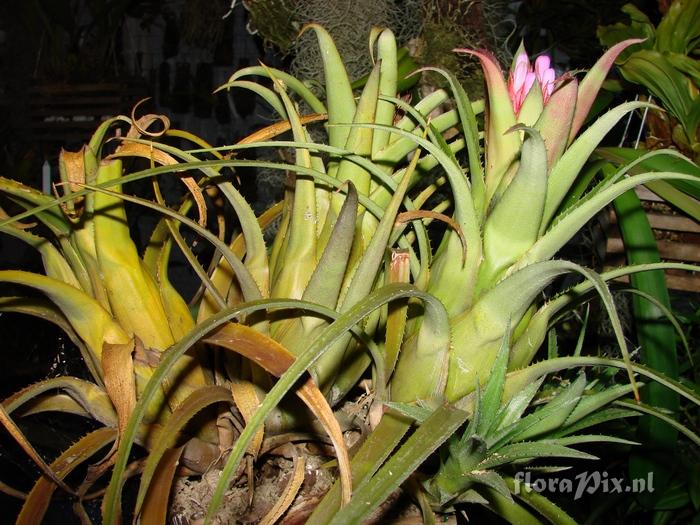 Aechmea recurvata