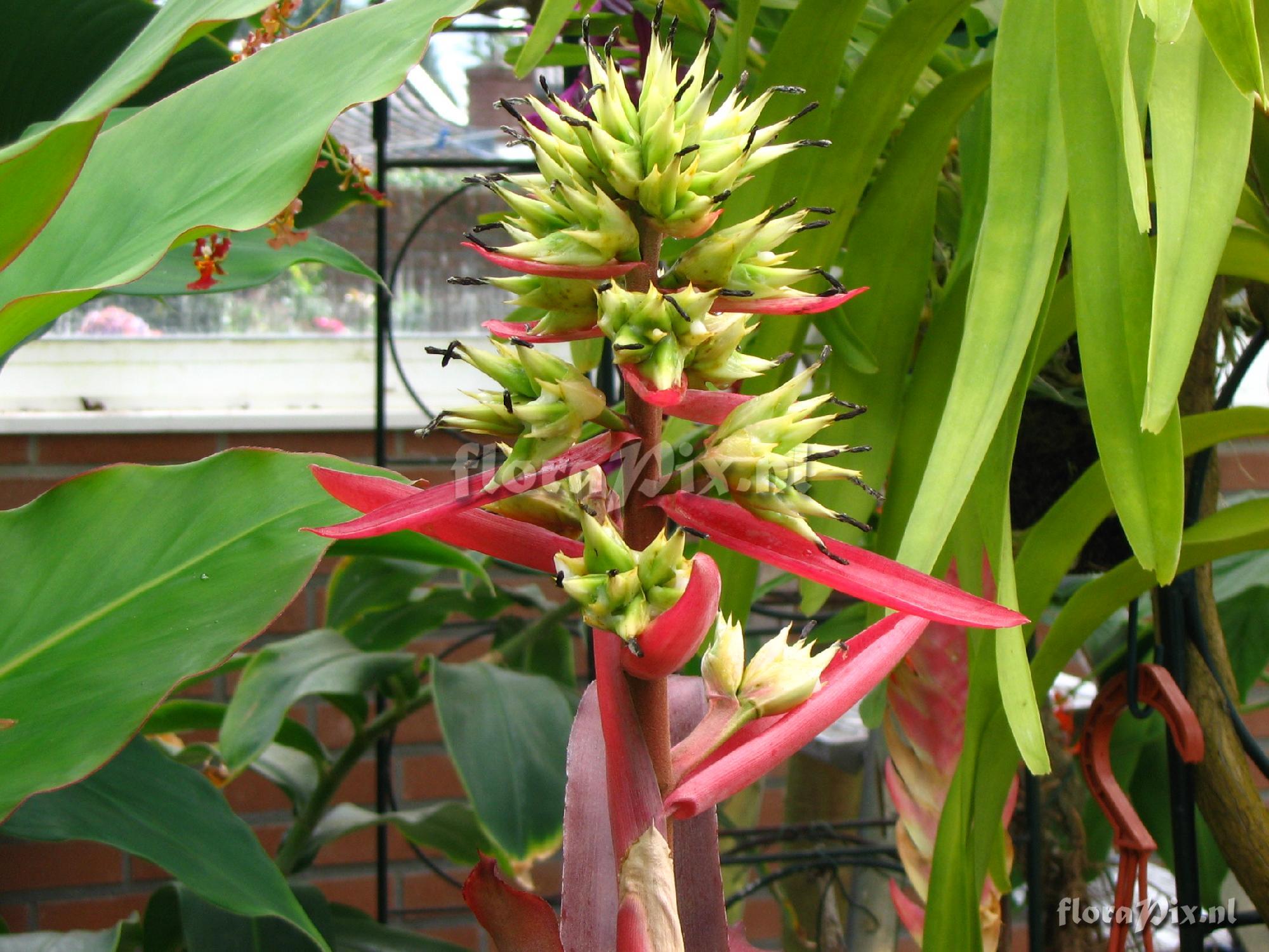 Aechmea aquilega .d