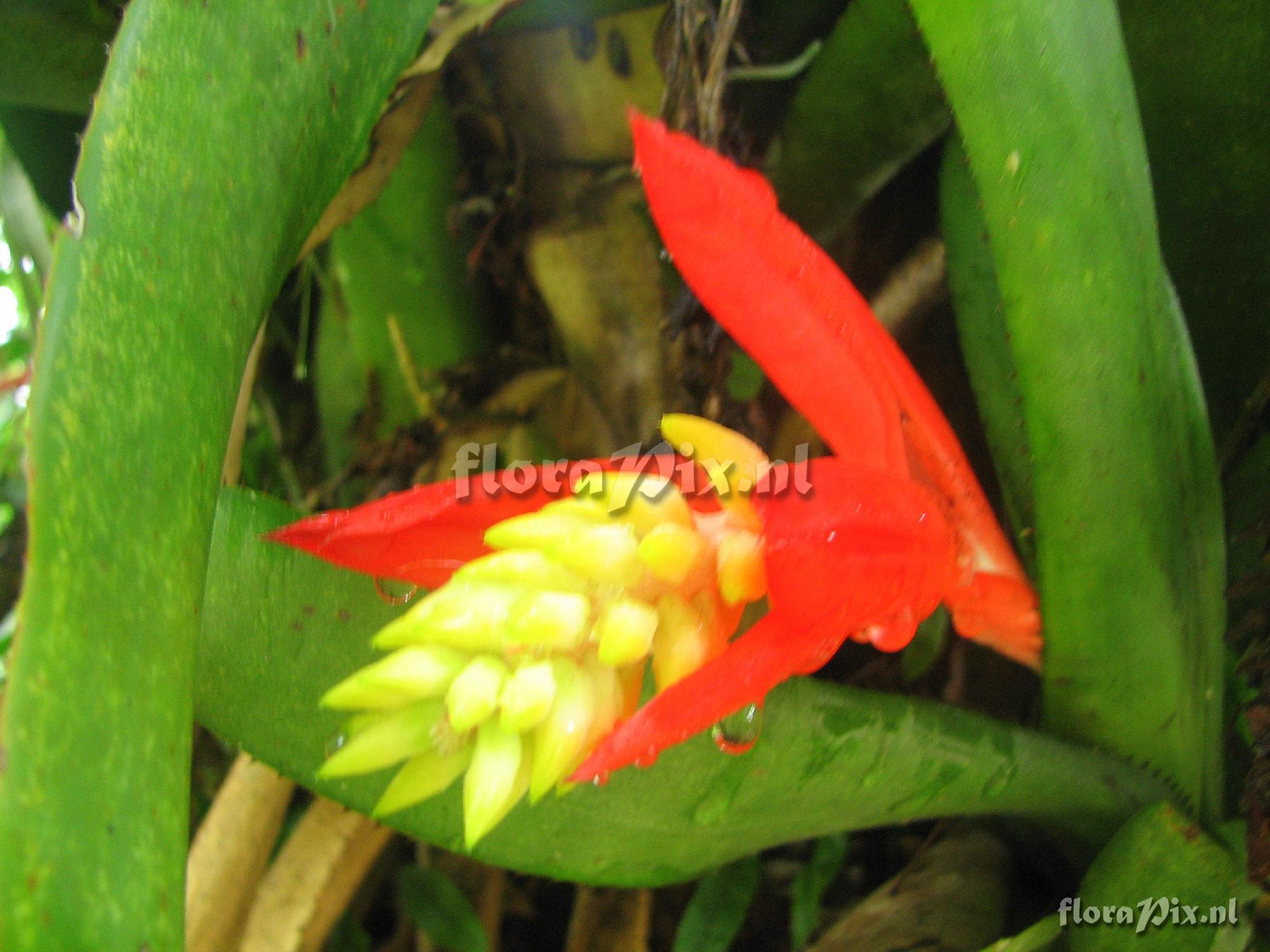 Aechmea nudicaulis