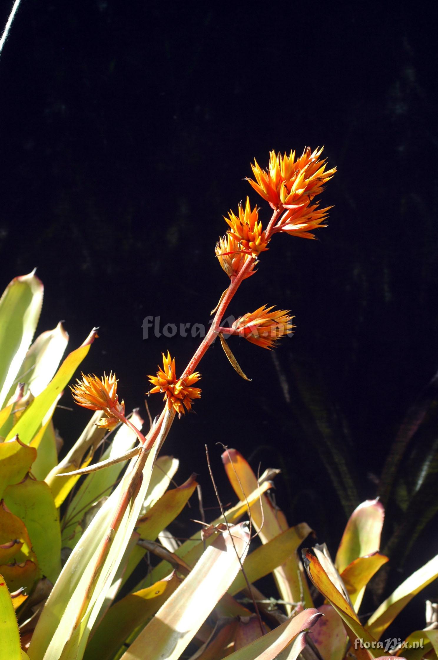 Aechmea mulfordii