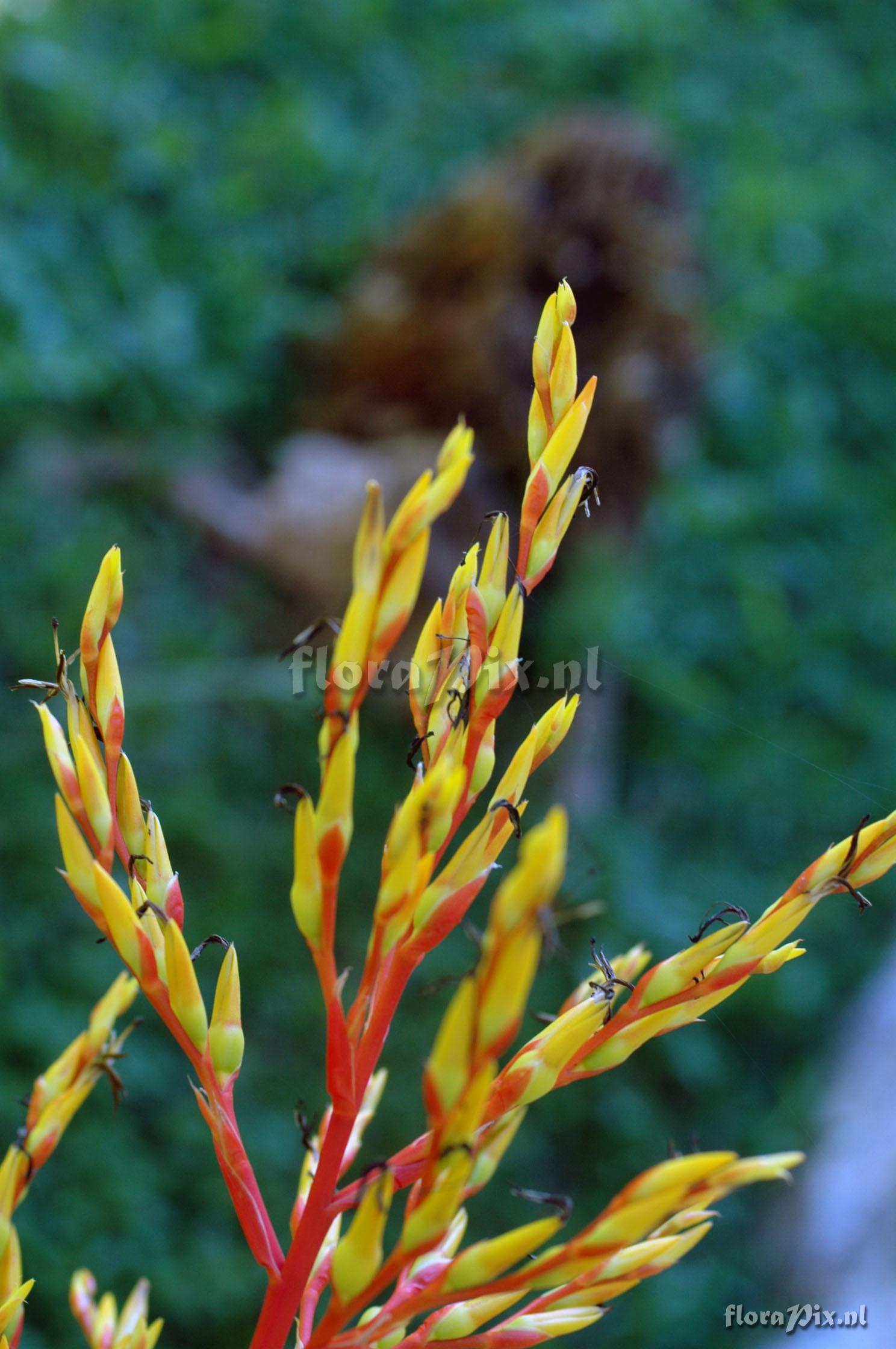 Aechmea blanchetiana