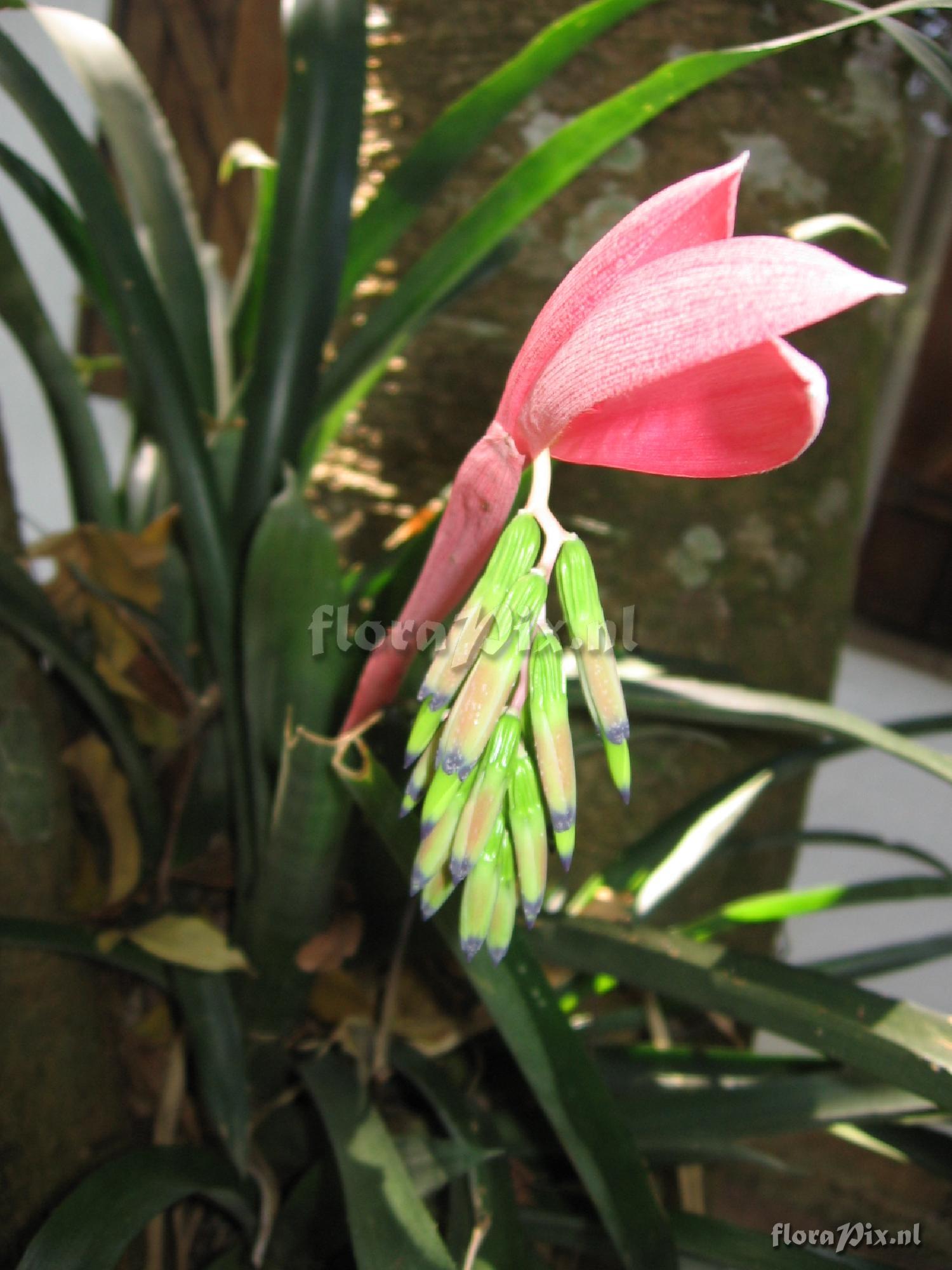 Billbergia distachya