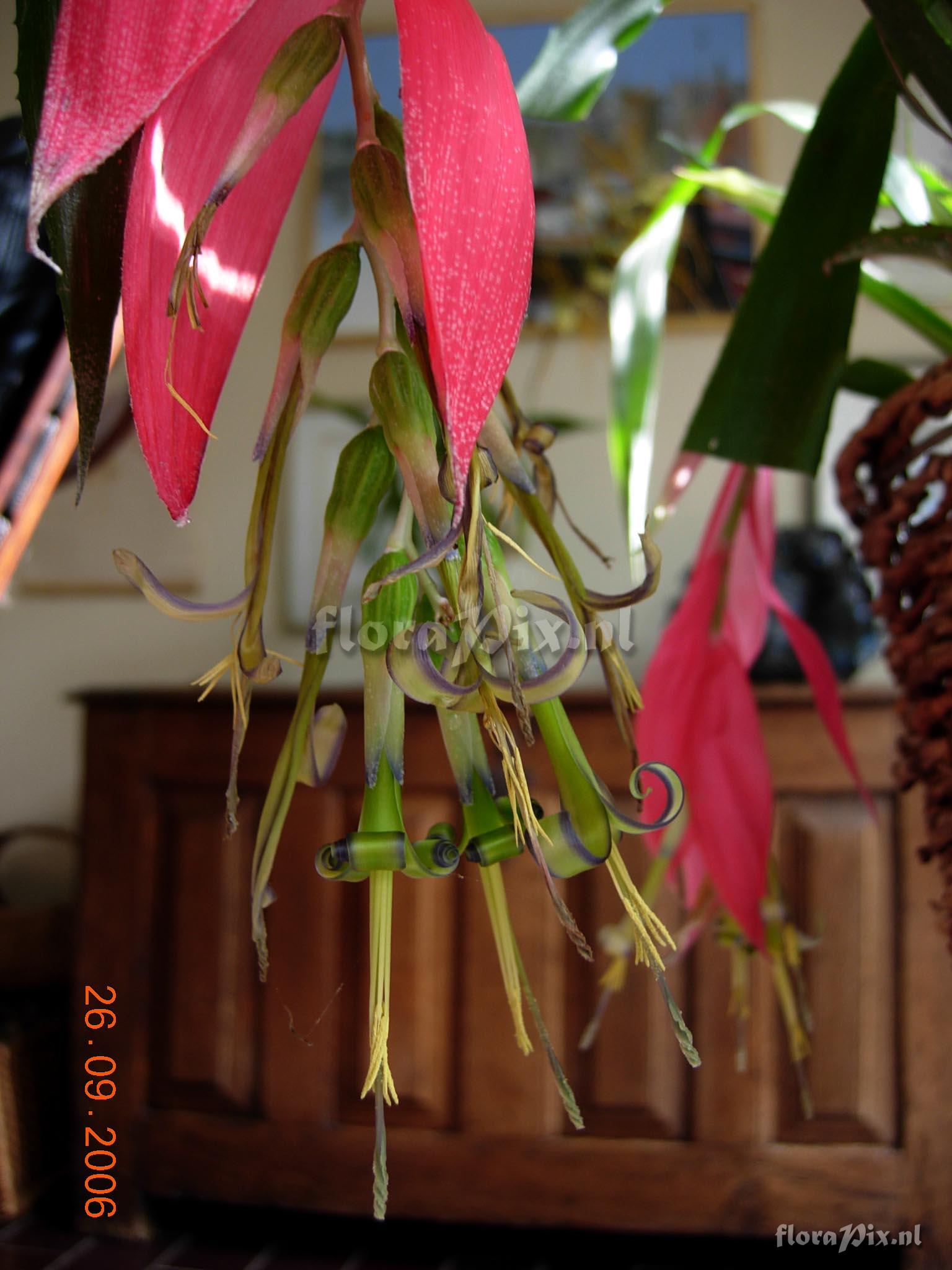 Billbergia Windii