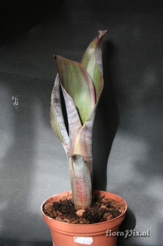 Billbergia euphemiae var. purpurea