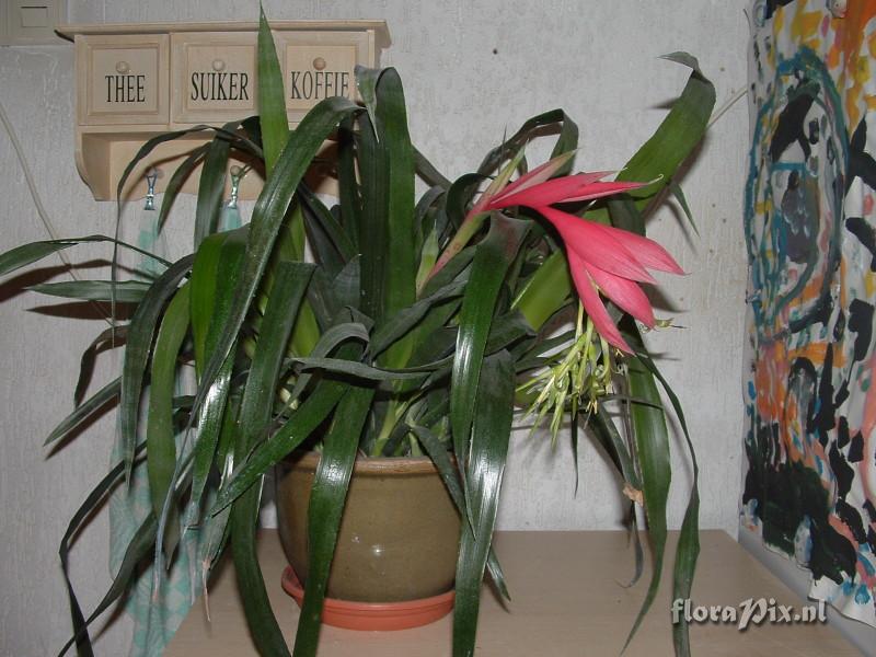 Billbergia 