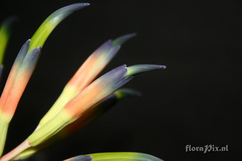 Billbergia morelii