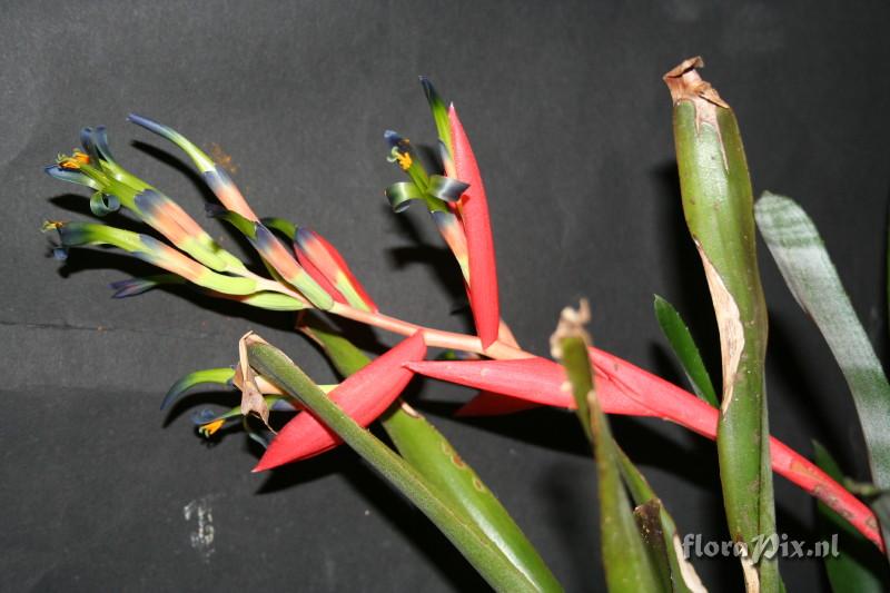 Billbergia morelii