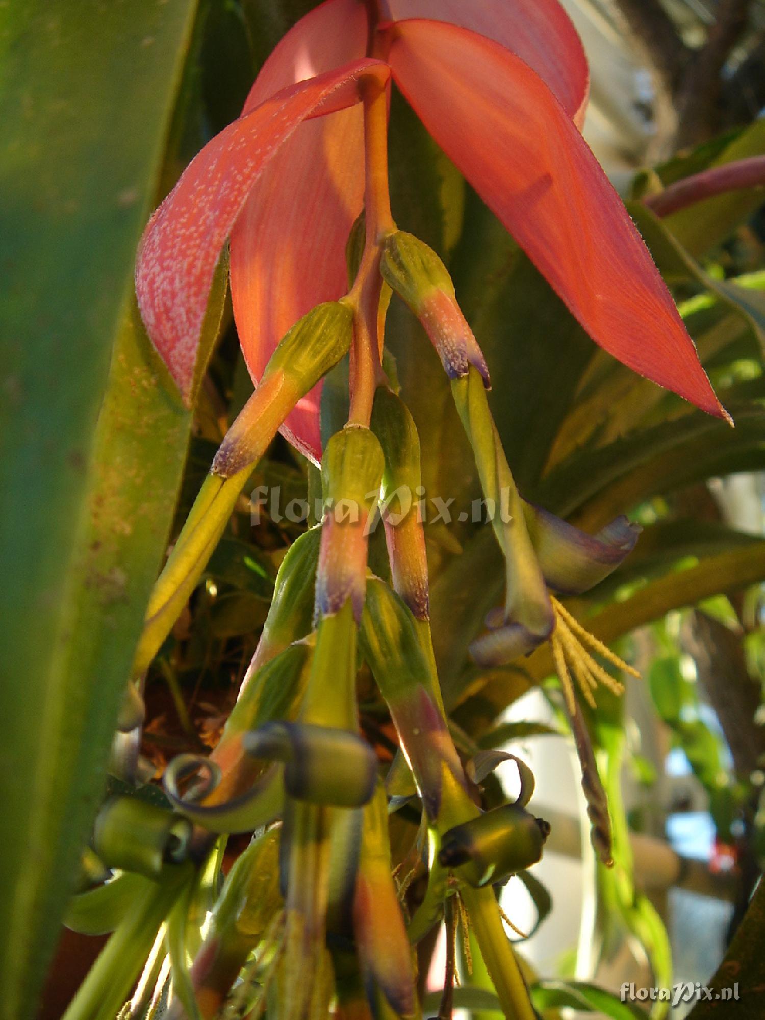 Billbergia windii