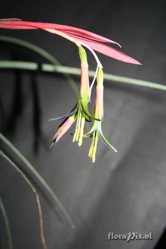 Billbergia nutans var. Minor