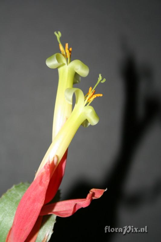 Billbergia leptopoda meeldraden