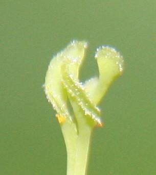 Billbergia leptopoda stamper