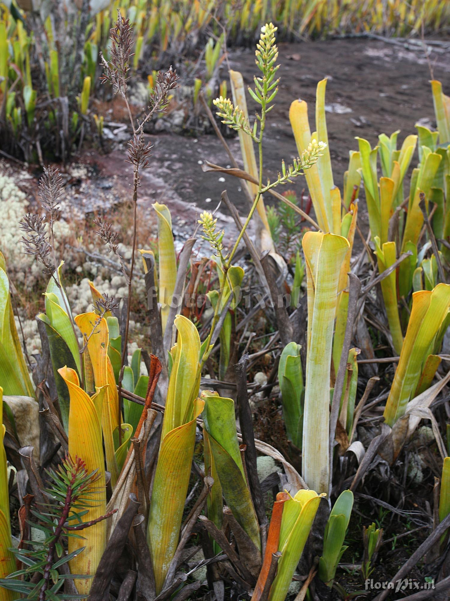 Brocchinia reducta