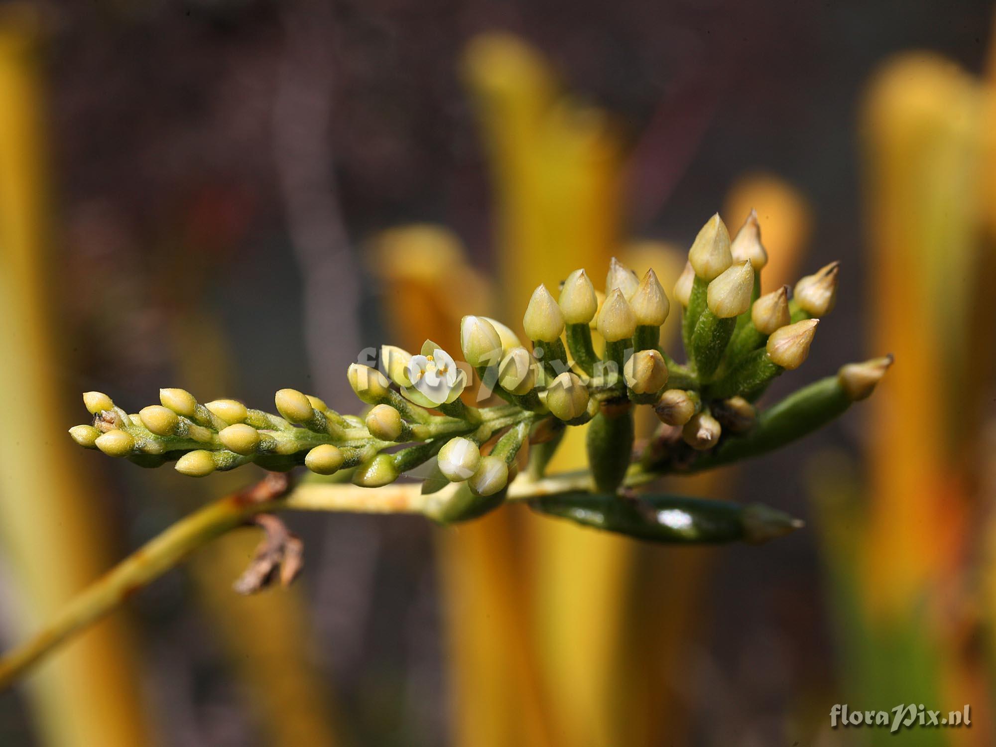 Brocchinia reducta