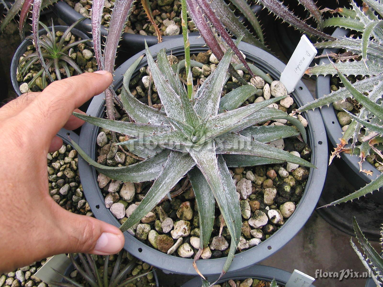 Dyckia macedoi