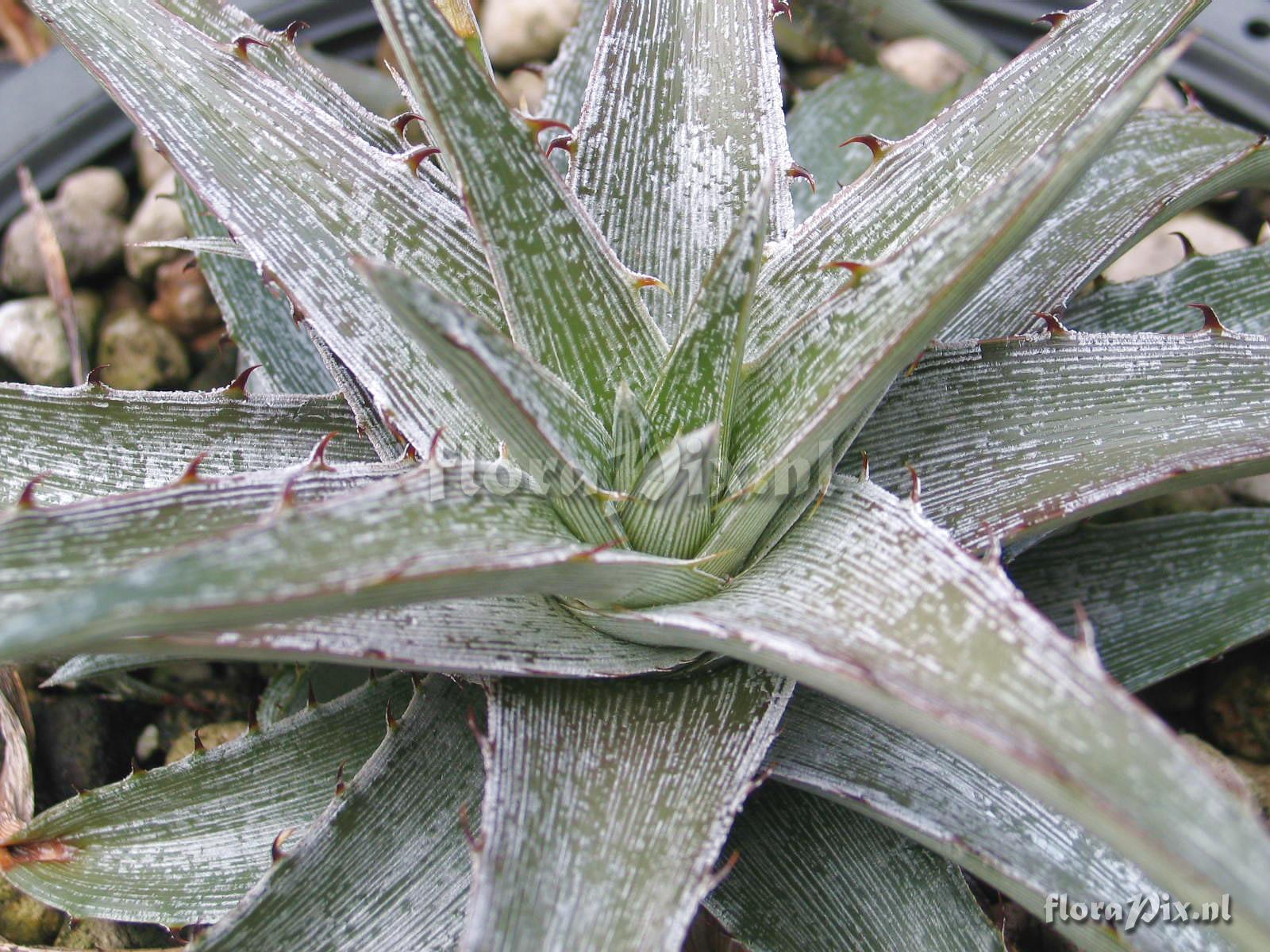 Dyckia macedoi