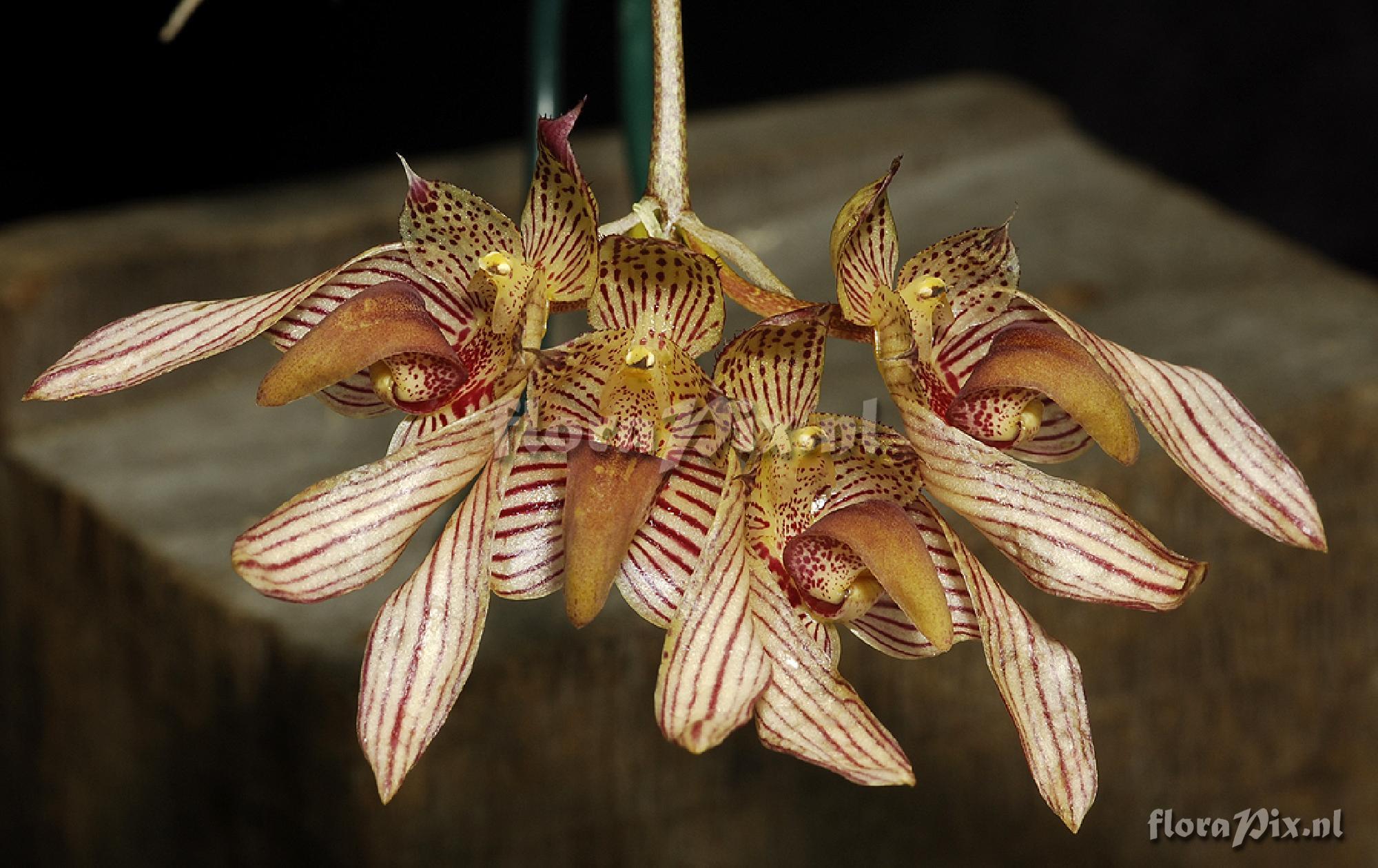 Bulbophyllum bicolor