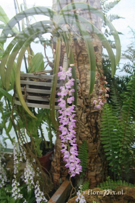 Aerides multiflora