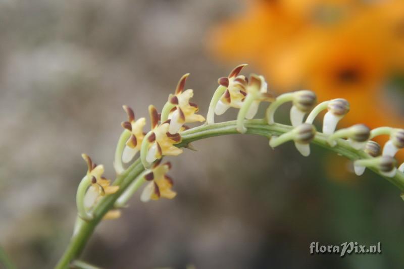 Cleisostoma racemiferum