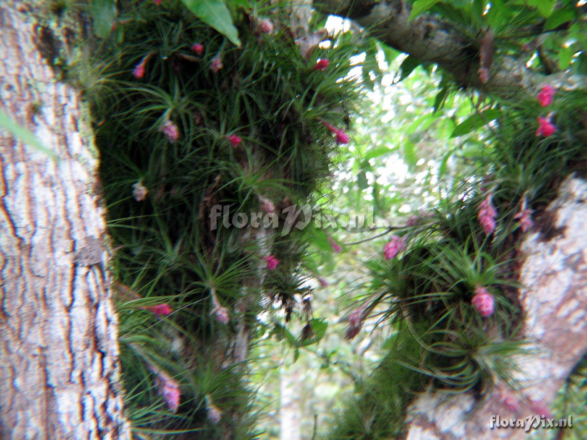 Tillandsia stricta var. stricta