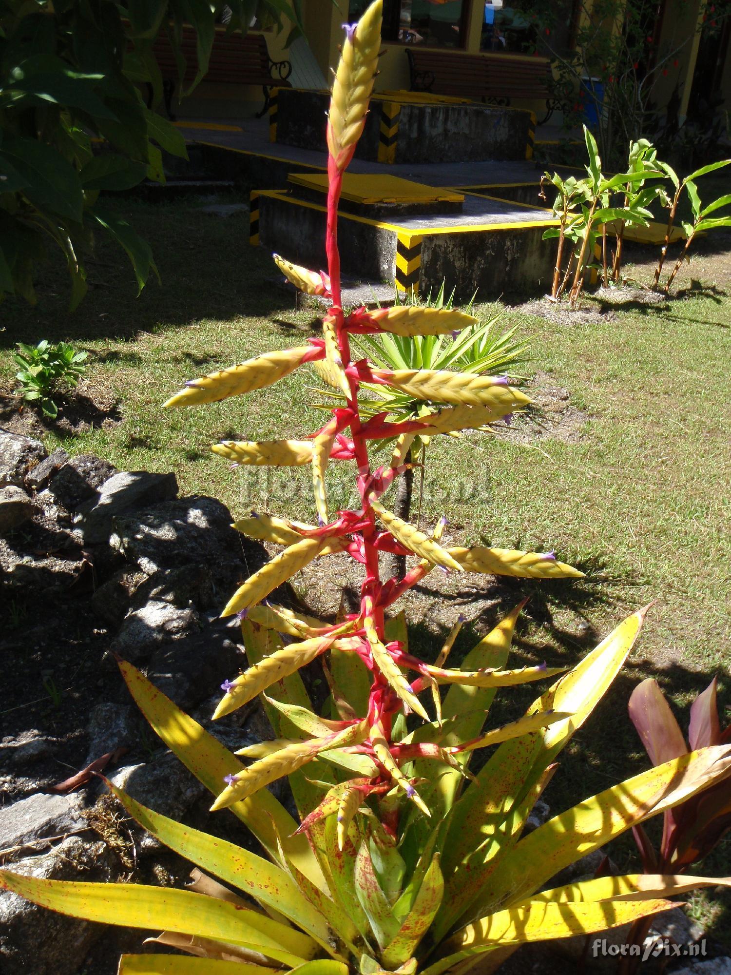 Tillandsia fendleri