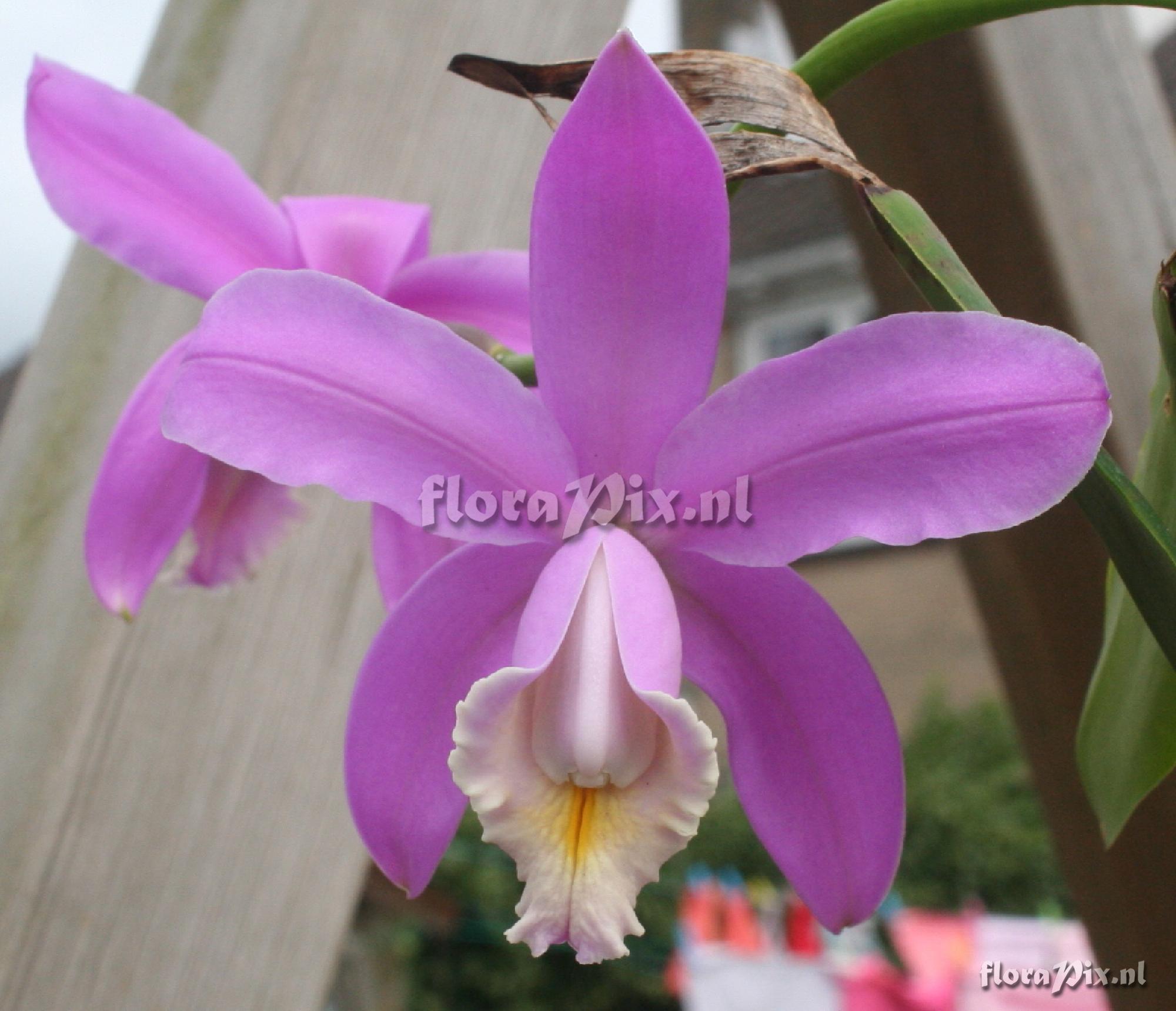 Cattleya loddigesii