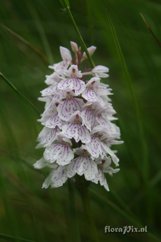 Dactylorhiza maculata subsp ericetorum