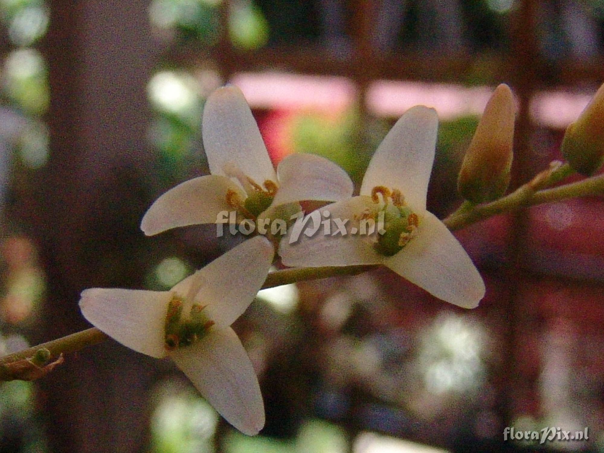 Fosterella pendulifloria