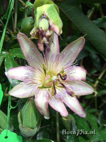 Passiflora opalescence 