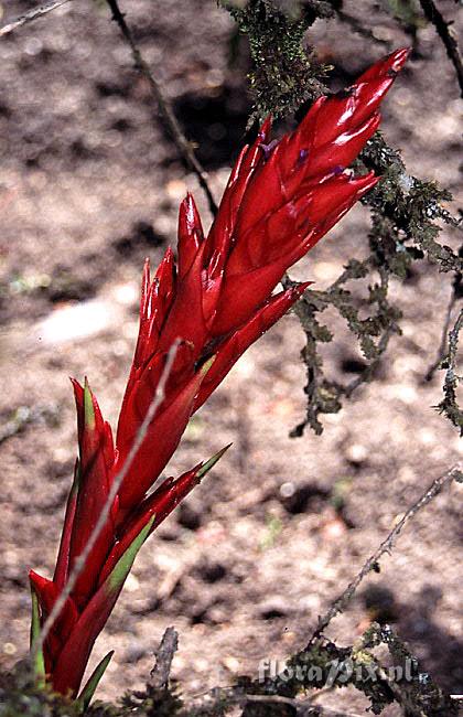 Tillandsia sp.