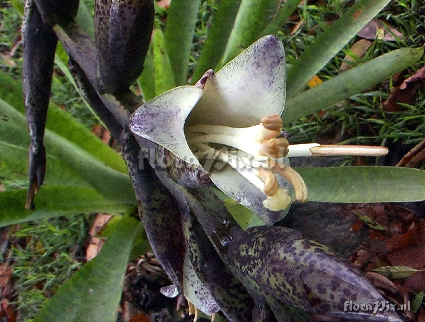 Vriesea grandiflora