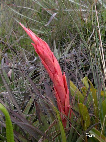 Tillandsia arpocalyx