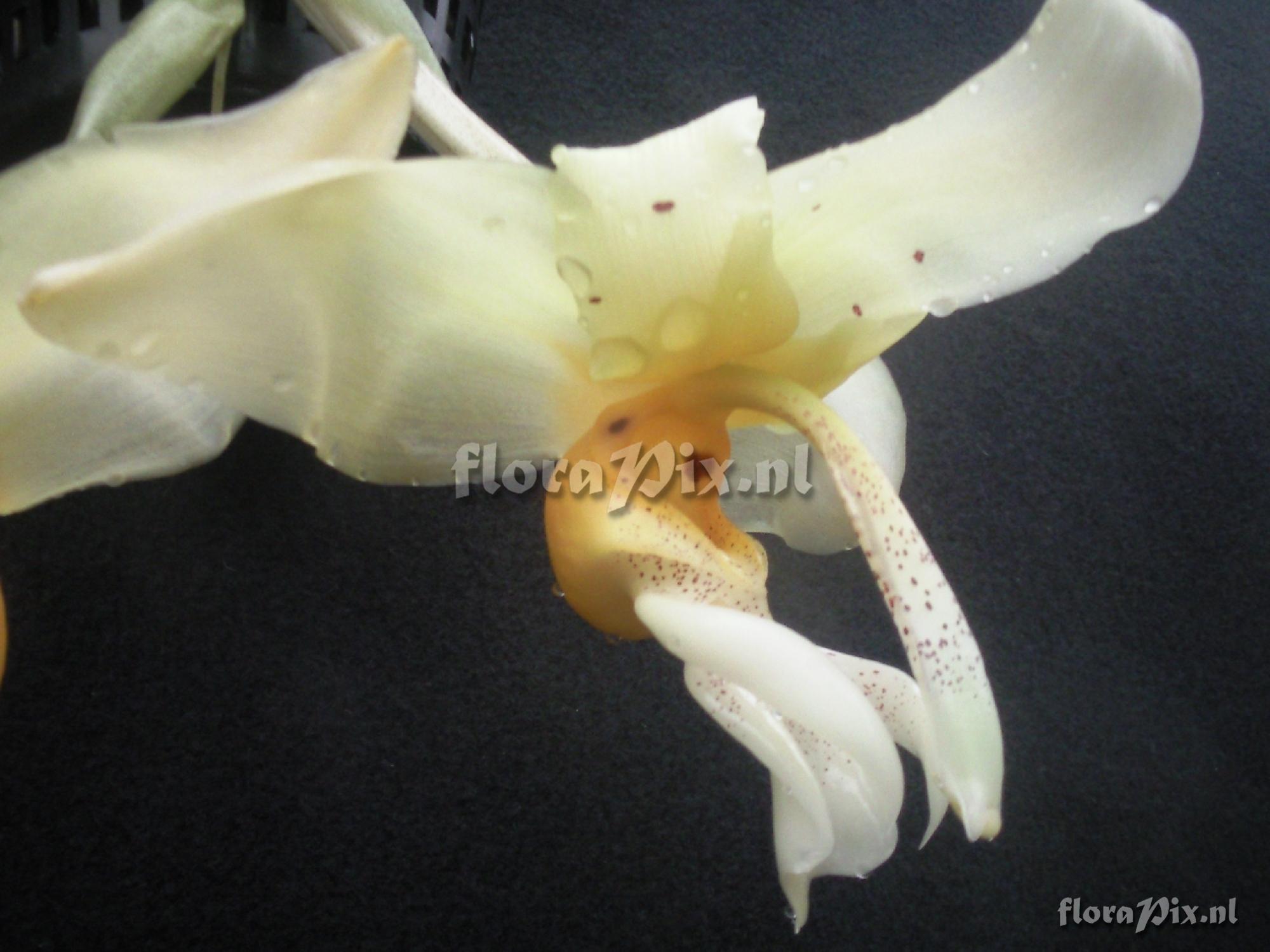 Stanhopea 