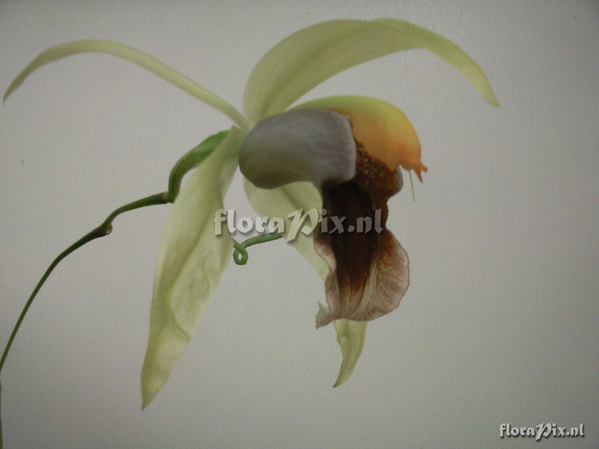 Coelogyne celebensis