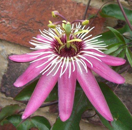 Passiflora  