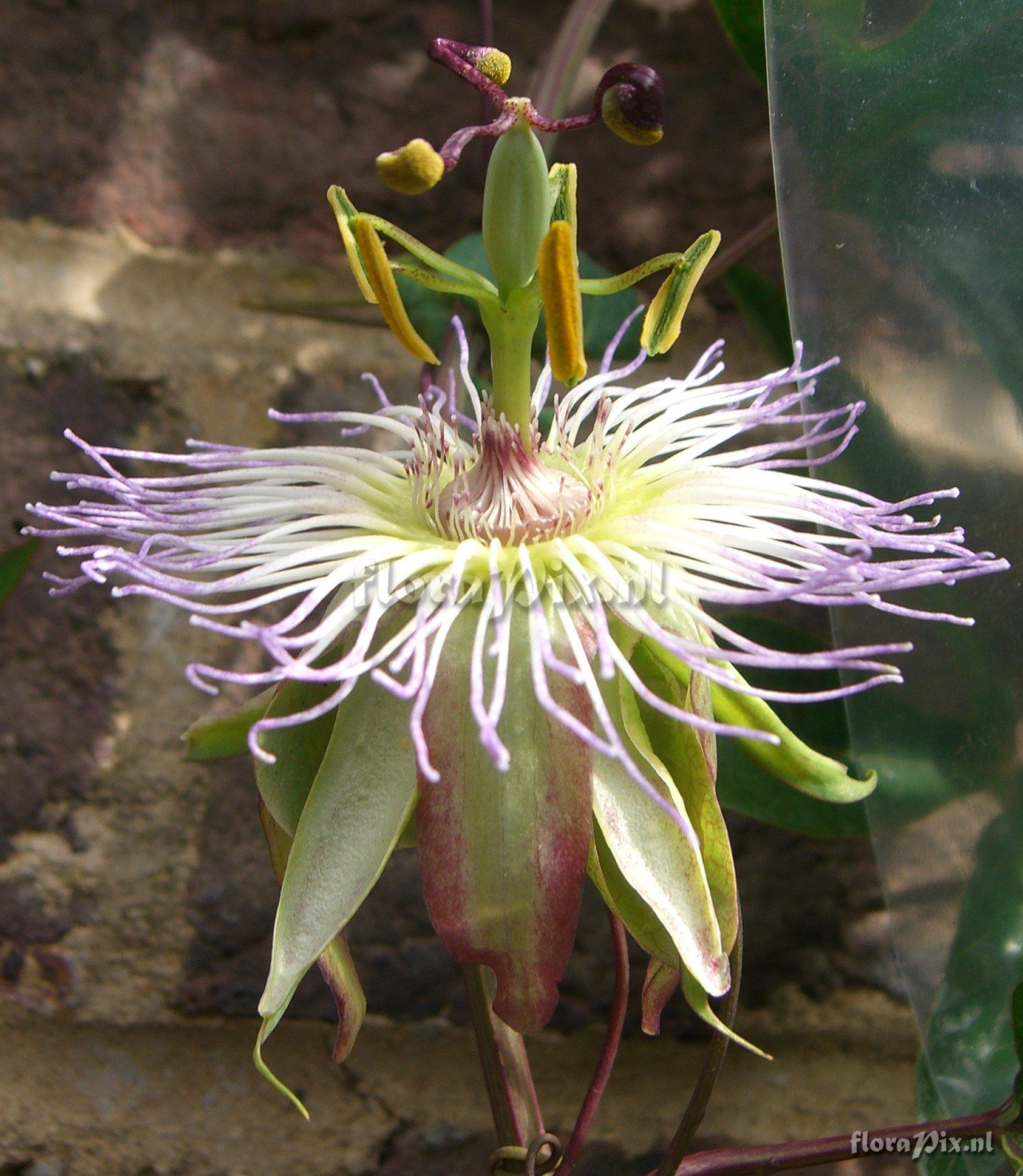 Passiflora  