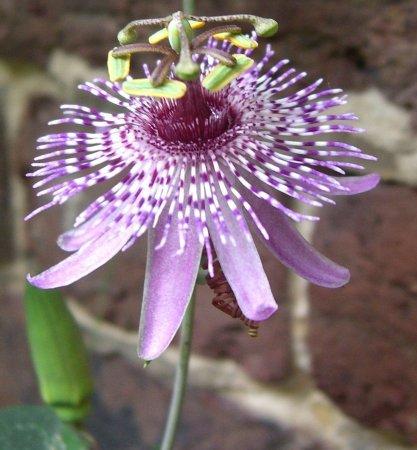 Passiflora miersii 