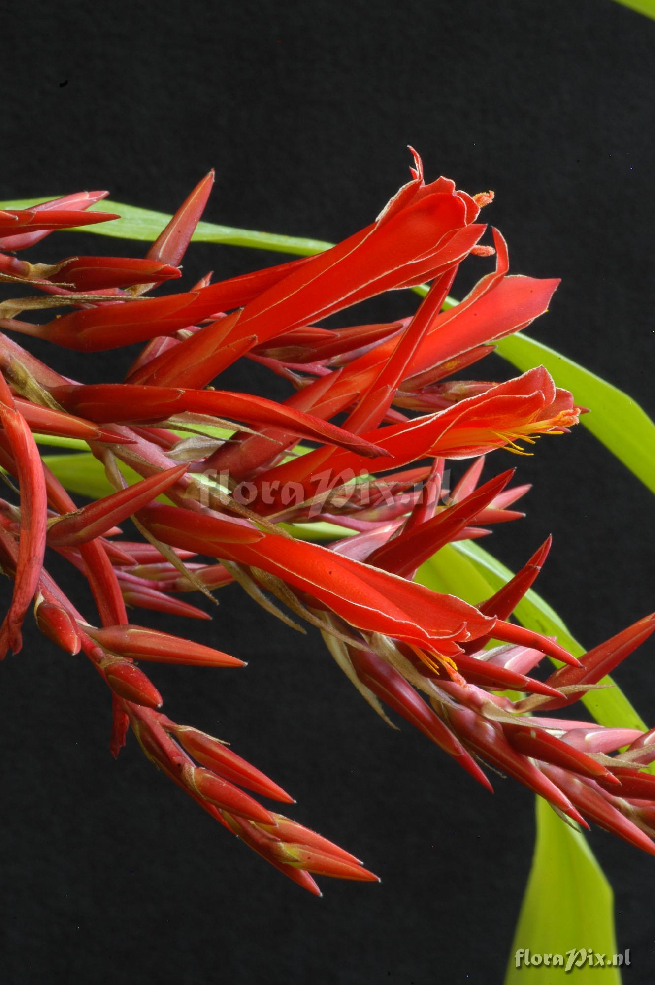 Pitcairnia aff. yaupi-bajaensis