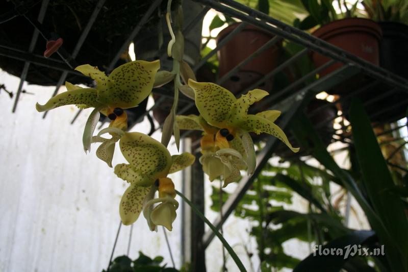 Stanhopea wardii