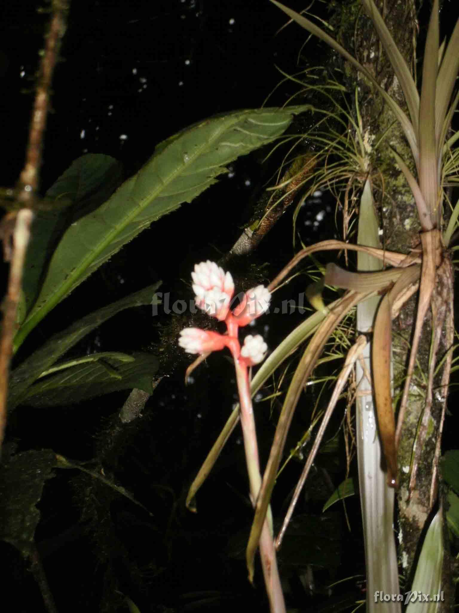 Guzmania sp?