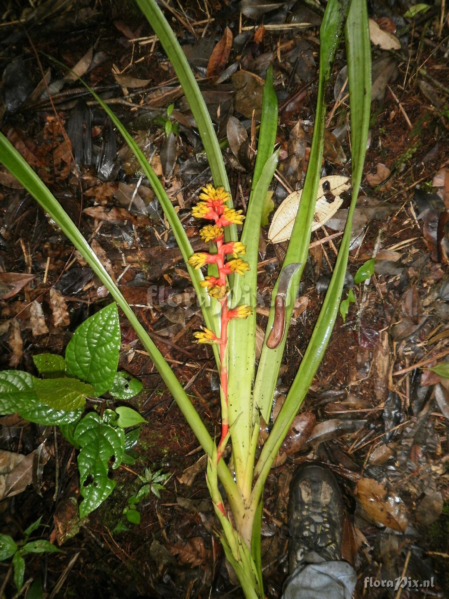 Guzmania weberbaueri